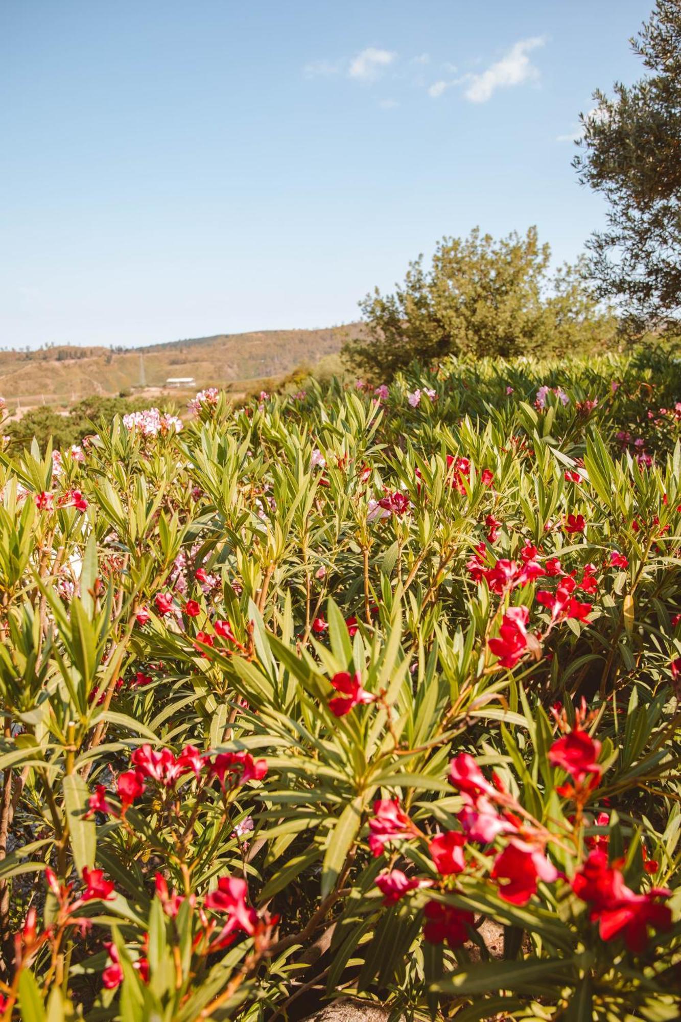 Calami - Villa Romeo - Private Apartments With Pool, Seaview & Olive Grove Santa Caterina Dello Ionio Marina Kültér fotó
