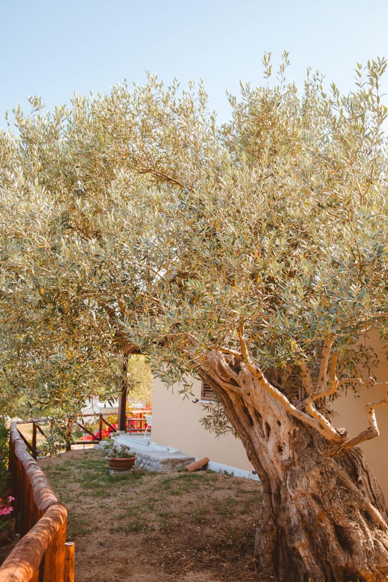 Calami - Villa Romeo - Private Apartments With Pool, Seaview & Olive Grove Santa Caterina Dello Ionio Marina Kültér fotó