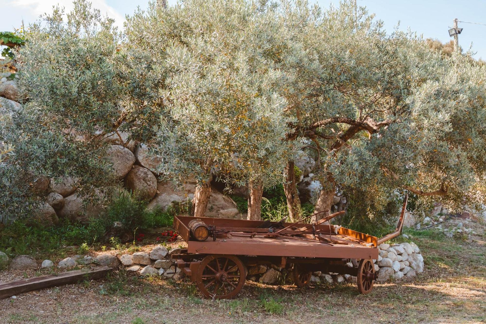 Calami - Villa Romeo - Private Apartments With Pool, Seaview & Olive Grove Santa Caterina Dello Ionio Marina Kültér fotó